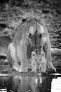 Mono lioness licking cub by water hole