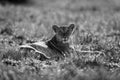 Mono lioness lies in grass eyeing camera