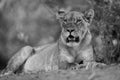 Mono lioness lies under bush opening mouth
