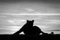 Mono lioness lying silhouetted at dawn stretching