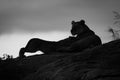 Mono lioness nurses cub on rock horizon