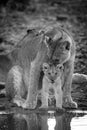 Mono lioness nuzzling cub by water hole