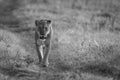 Mono lioness walks towards camera along track