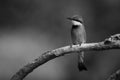 Mono little bee-eater on tree with catchlight Royalty Free Stock Photo