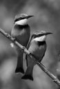 Mono little bee-eaters with catchlights on branch Royalty Free Stock Photo