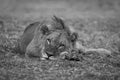 Mono male lion lies on riverbank staring