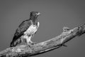 Mono martial eagle on branch under sky Royalty Free Stock Photo