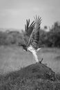 Mono martial eagle takes off from mound Royalty Free Stock Photo