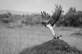 Mono martial eagle taking off from mound Royalty Free Stock Photo