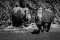 Mono pair of white rhinoceros beneath cliff