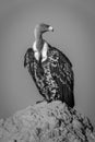 Mono Ruppell vulture on termite mound turning Royalty Free Stock Photo