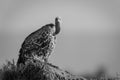 Mono Ruppell vulture on termite mound watching Royalty Free Stock Photo