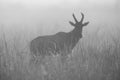 Mono silhouette of blurred topi in grass Royalty Free Stock Photo