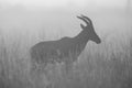 Mono silhouette of topi standing in grass Royalty Free Stock Photo