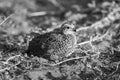 Mono Swainson spurfowl on sand watching camera