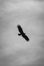 Mono tawny eagle flying in cloudy sky Royalty Free Stock Photo