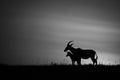 Mono topi stands at sunrise with calf Royalty Free Stock Photo