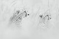 Mono two cheetahs sitting in tall grass Royalty Free Stock Photo