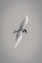 Mono whiskered tern flies holding wings vertically Royalty Free Stock Photo