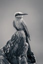 Mono white-fronted bee-eater turns head on log Royalty Free Stock Photo