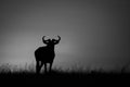 Mono wildebeest standing at sunrise on horizon Royalty Free Stock Photo