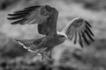 Mono yellow-billed kite lifts wings to land