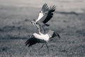 Mono yellow-billed storks squabble on grassy riverbank