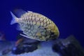 Monocentris japonica, the Japanese pineapplefish, is a pinecone fish of the family Monocentridae, found in the tropical Indo-West Royalty Free Stock Photo