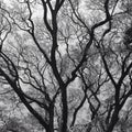 Monochome tree