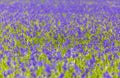 Monochoria vaginalis purple flowers blooming in swamp