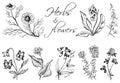 Monochrom hand drawn illustration of wild herbs and flowers.