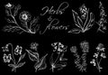 Monochrom hand drawn illustration of wild herbs and flowers.