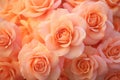 Monochrom soft pastel background. Peach colored roses flowers Royalty Free Stock Photo