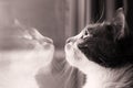 Monochromatic close profile portrait of a beautiful domestic cat looking upwards behind the window with reflection Royalty Free Stock Photo