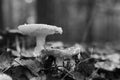 Monochromatic closeup photo of two decaying fly amanita mushrooms Royalty Free Stock Photo