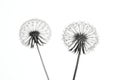 Monochromatic Dandelions: A Study in Black and White Royalty Free Stock Photo