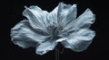 A monochromatic flower with textured petals set against a dark background Royalty Free Stock Photo