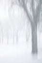 Monochromatic ICM of bare trees during snowfall Royalty Free Stock Photo
