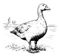 A monochromatic illustration of a duck, a bird