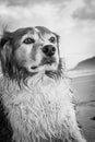 Monochromatic image of curly haired collie type dog at a beach