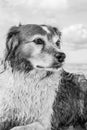 Monochromatic image of red and white curly haired collie type dog at a beach