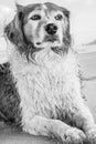Monochromatic image of red and white curly haired collie type dog at a beach