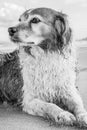 Monochromatic image of red and white curly haired collie type dog at a beach