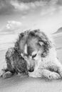 Monochromatic image of red and white curly haired collie type dog at a beach