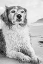 Monochromatic image of red and white curly haired collie type dog at a beach