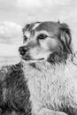 Monochromatic image of red and white curly haired collie type dog at a beach