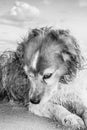 Monochromatic image of red and white curly haired collie type dog at a beach