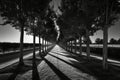 A monochromatic image of a row of trees, perfectly aligned in the center, casting long shadows