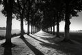 A monochromatic image of a row of trees, perfectly aligned in the center, casting long shadows