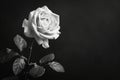 Monochromatic image of a white hybrid tea rose with leaves on a dark background. Copy Space Royalty Free Stock Photo